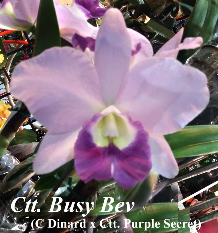 Ctt. Busy Bev in bloom